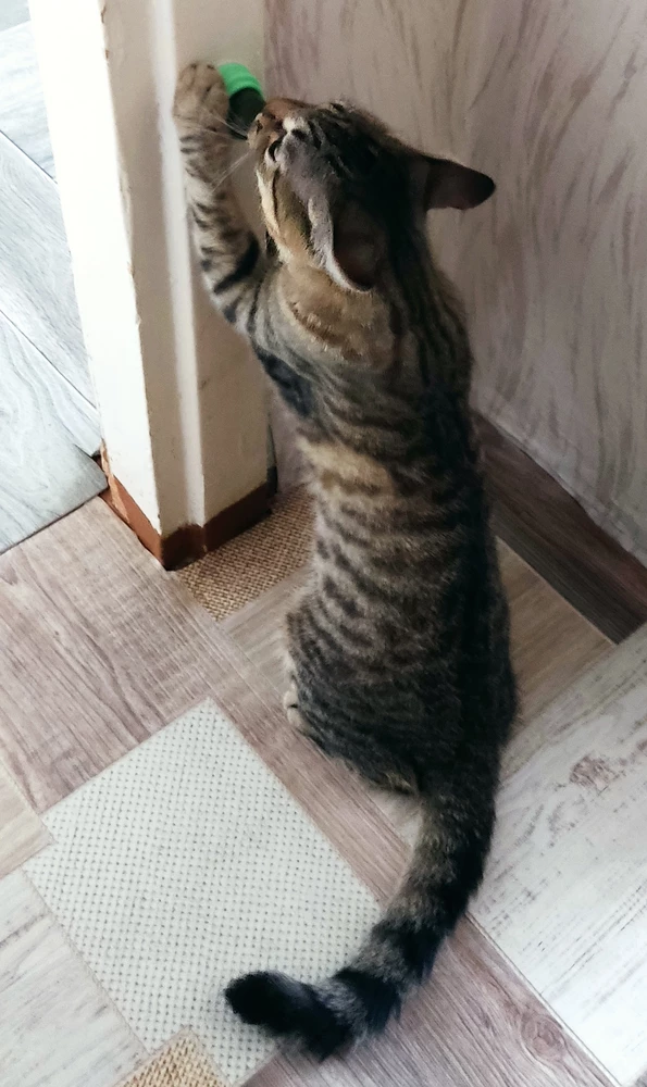 Товар отличный! Кот учуял и сам подошёл, пусть кайфует 🤪😎