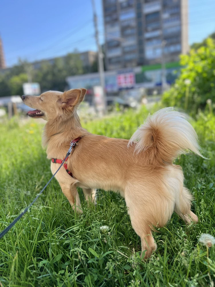 Не всякое легкое жалует это Мистер Привереда . Ваше пришлось по душе 🐶🩷