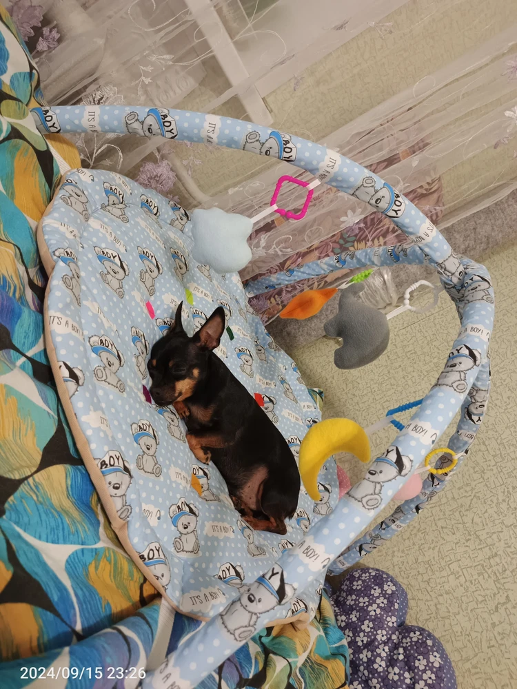 Отличный товар! Цена 🔥👍! Зашло не только малышу ,но и охраннику малыша! 😂